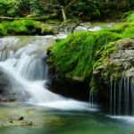 Wildwasser_wald